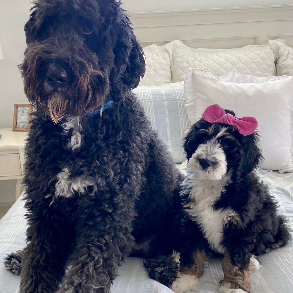 𝑴𝒆𝒆𝒕 𝒚𝒐𝒖𝒓 𝒑𝒐𝒔𝒉𝒆𝒓, 𝑩𝒆𝒍𝒍𝒂 - Picture 2 of 2